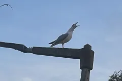 skrattande måasen